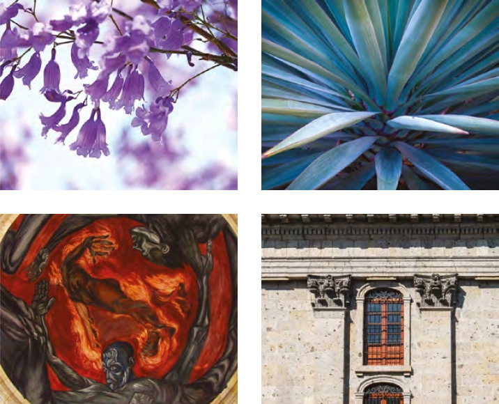 Flor, agave, fundición, muro